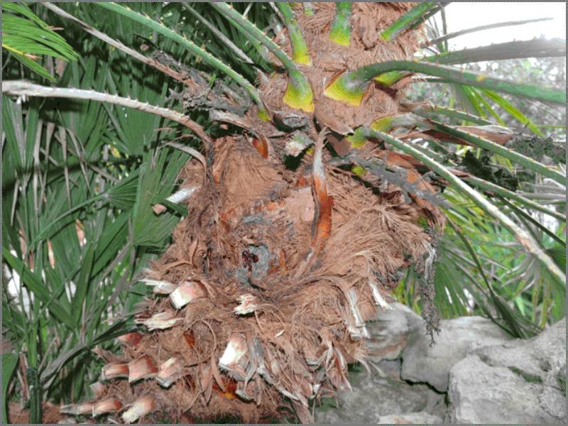 Le papillon Paysandisia Archon attaque nos palmiers — free download